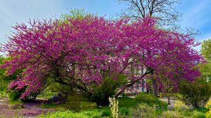 Judas Tree